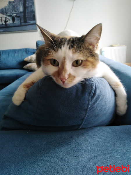 Tekir Kedi, Kedi  Tontiş fotoğrafı