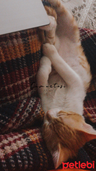 Sarman, Kedi  Aşk fotoğrafı