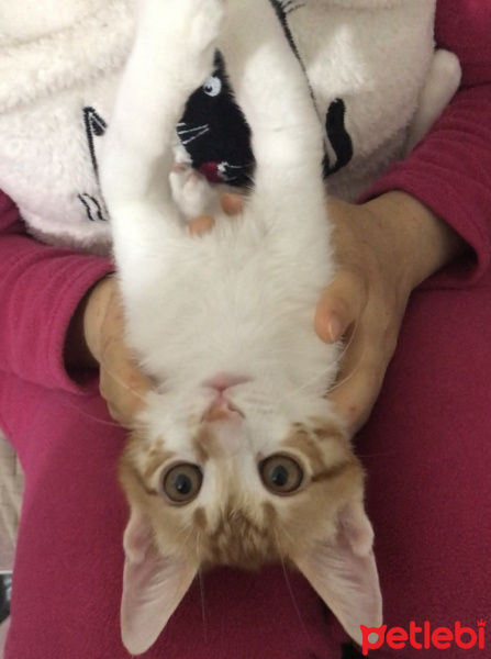 Sarman, Kedi  Aşk fotoğrafı