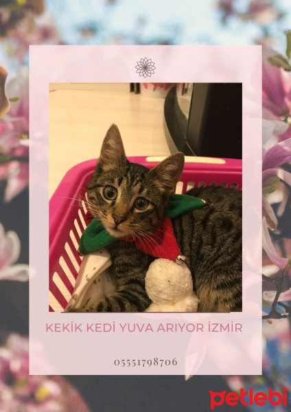 Tekir Kedi, Kedi  kaju fotoğrafı
