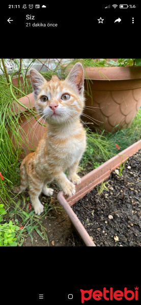 Tekir Kedi, Kedi  Sarı fotoğrafı
