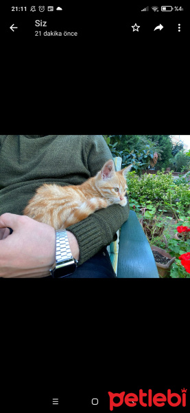 Tekir Kedi, Kedi  Sarı fotoğrafı