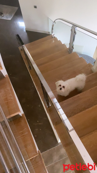 Maltese, Köpek  ALVİN fotoğrafı
