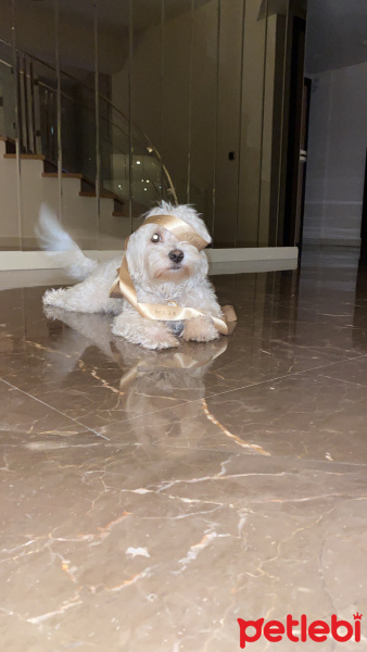 Maltese, Köpek  ALVİN fotoğrafı