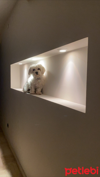 Maltese, Köpek  ALVİN fotoğrafı
