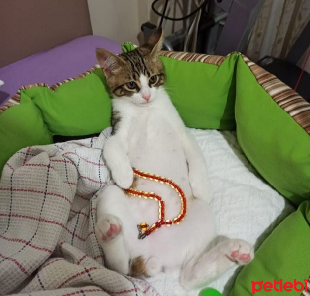 Tekir Kedi, Kedi  Sylvester paşa fotoğrafı
