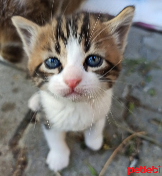 Tekir Kedi, Kedi  Sylvester paşa fotoğrafı