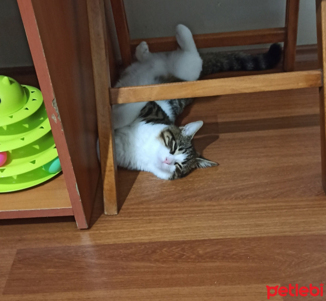 Tekir Kedi, Kedi  Sylvester paşa fotoğrafı