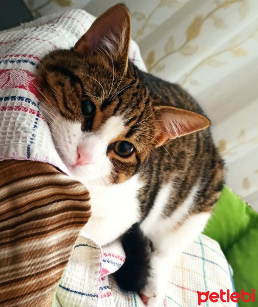 Tekir Kedi, Kedi  Sylvester paşa fotoğrafı