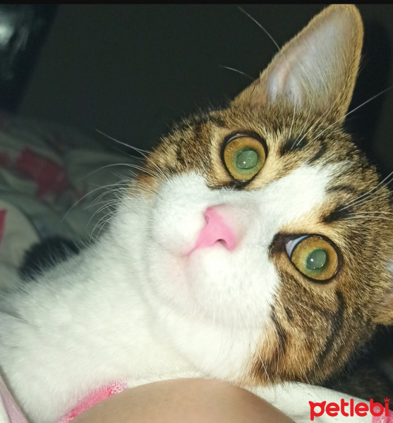 Tekir Kedi, Kedi  Sylvester paşa fotoğrafı