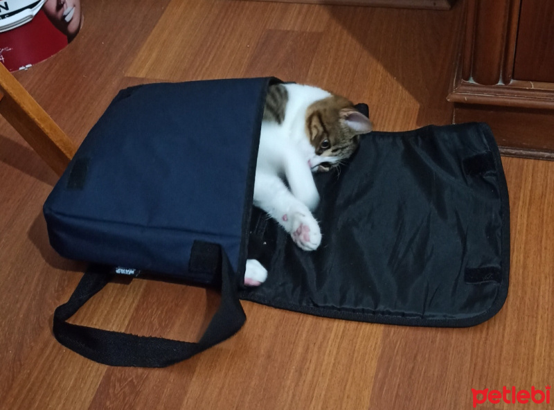 Tekir Kedi, Kedi  Sylvester paşa fotoğrafı