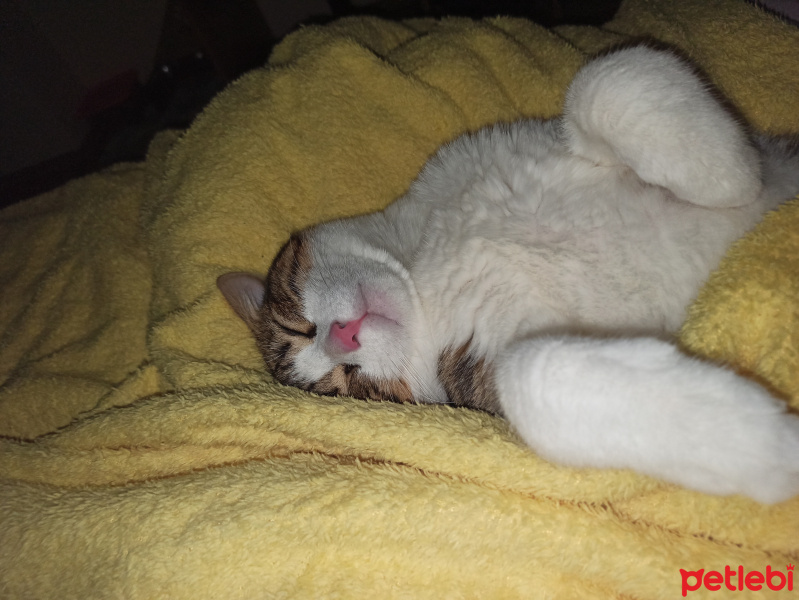 Tekir Kedi, Kedi  Sylvester paşa fotoğrafı