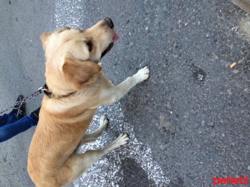 Golden Retriever, Köpek  Asal  fotoğrafı