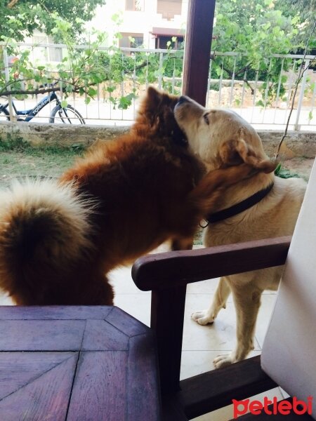 Labrador Retriever, Köpek  Tonton fotoğrafı