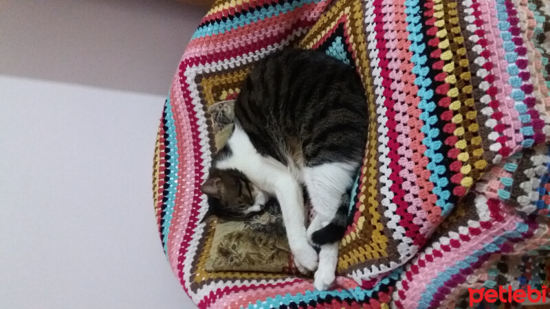 Tekir Kedi, Kedi  Mimi fotoğrafı