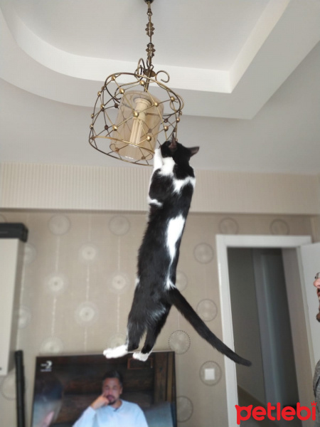Tuxedo (Smokin) Kedi, Kedi  Mia fotoğrafı