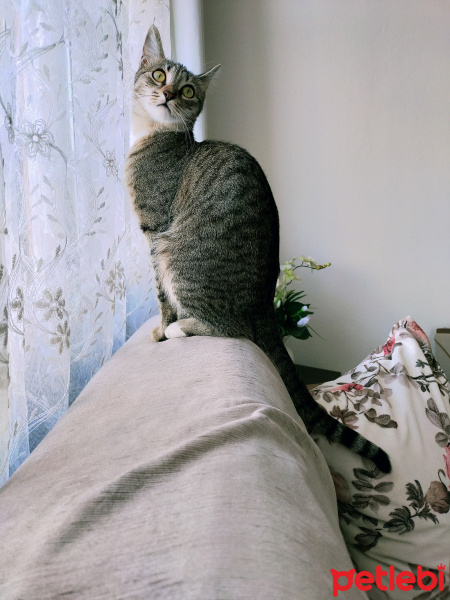 Tekir Kedi, Kedi  Şımarık fotoğrafı