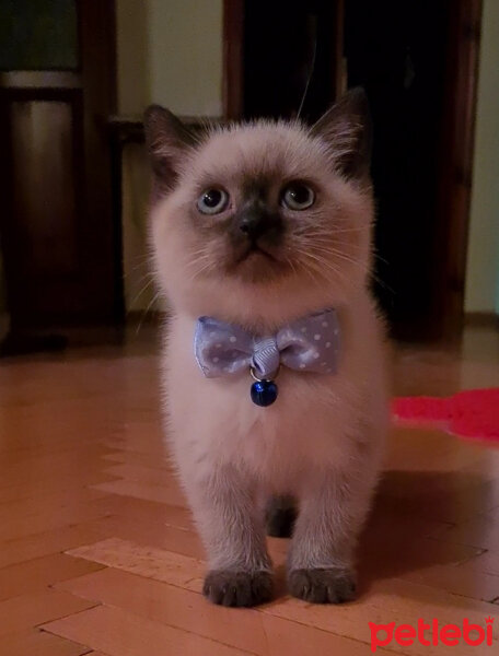 British Shorthair, Kedi  Raca fotoğrafı