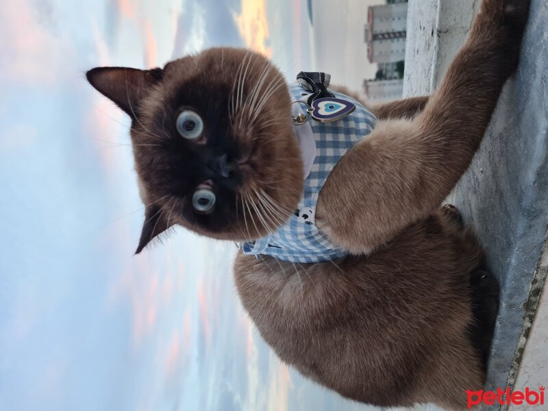 British Shorthair, Kedi  Raca fotoğrafı