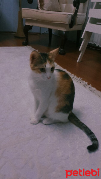 Tekir Kedi, Kedi  Şila fotoğrafı