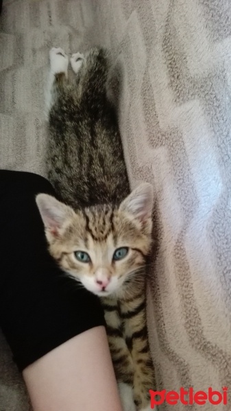 Tekir Kedi, Kedi  HERA fotoğrafı