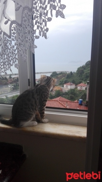 Tekir Kedi, Kedi  HERA fotoğrafı