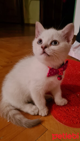 British Shorthair, Kedi  Shiva fotoğrafı