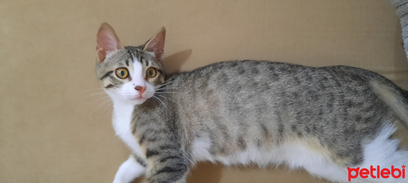 Tekir Kedi, Kedi  Badem fotoğrafı