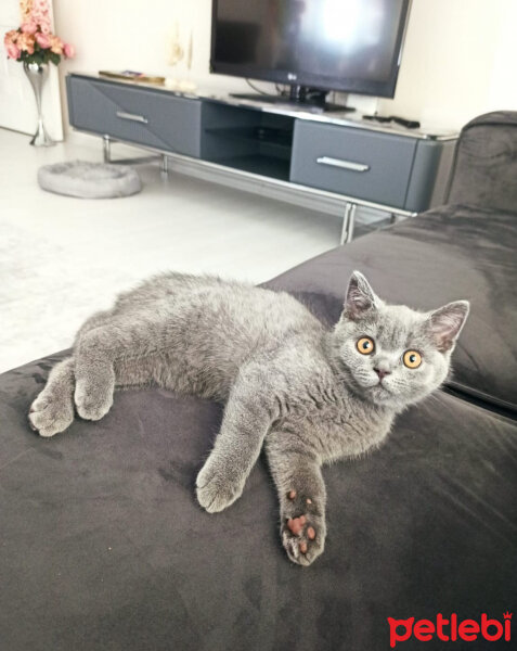 British Shorthair, Kedi  Bal fotoğrafı