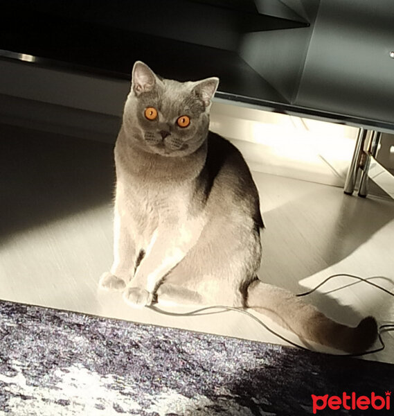 British Shorthair, Kedi  Bal fotoğrafı