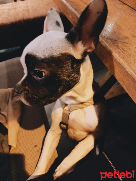 Fransız Bulldog, Köpek  Bonnie fotoğrafı