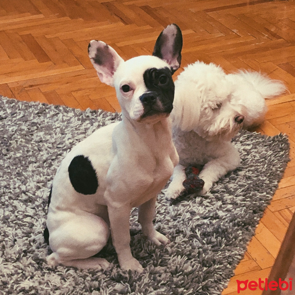 Fransız Bulldog, Köpek  Bonnie fotoğrafı