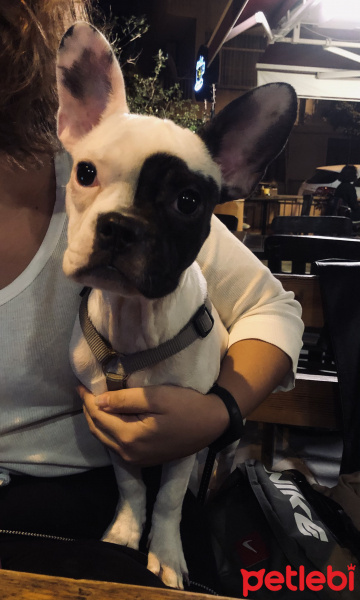 Fransız Bulldog, Köpek  Bonnie fotoğrafı