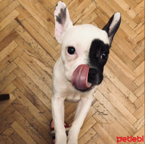 Fransız Bulldog, Köpek  Bonnie fotoğrafı