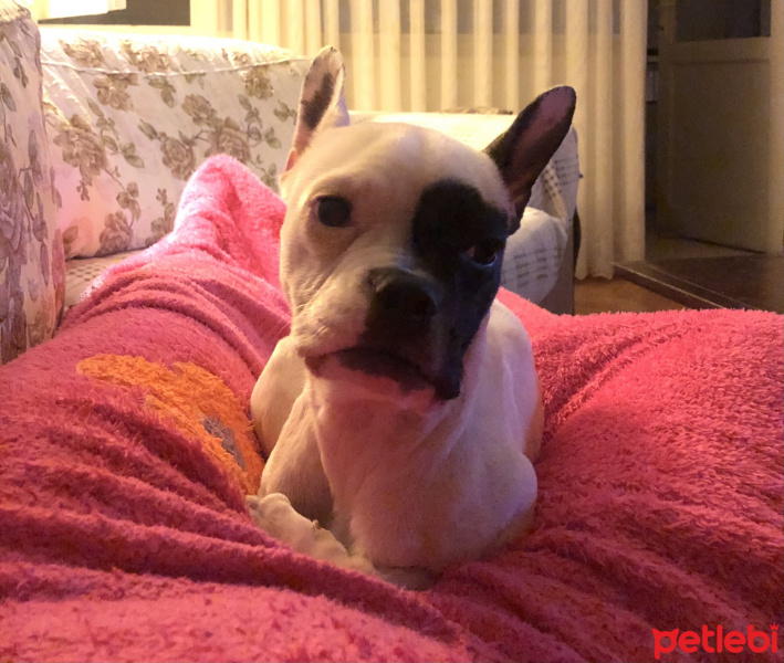 Fransız Bulldog, Köpek  Bonnie fotoğrafı