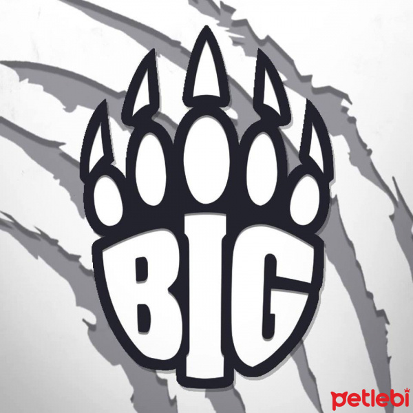 Tekir Kedi, Kedi  lina uludemir fotoğrafı