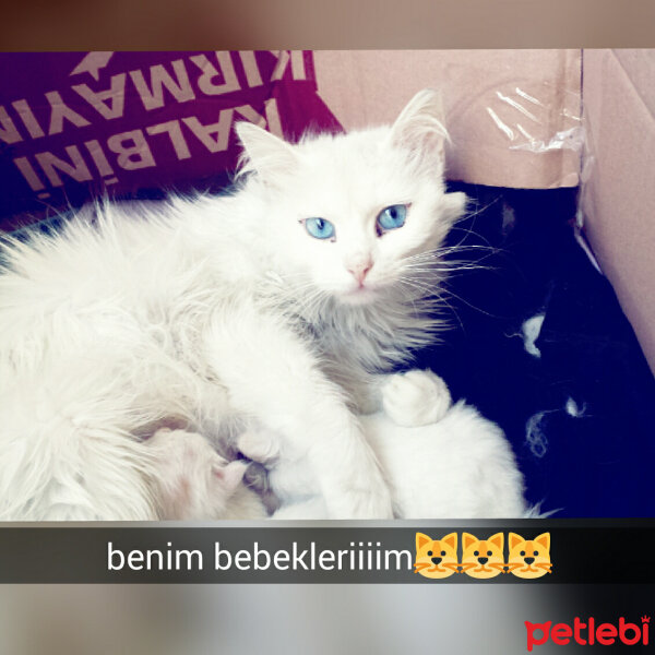 Bombay, Kedi  rubi fotoğrafı