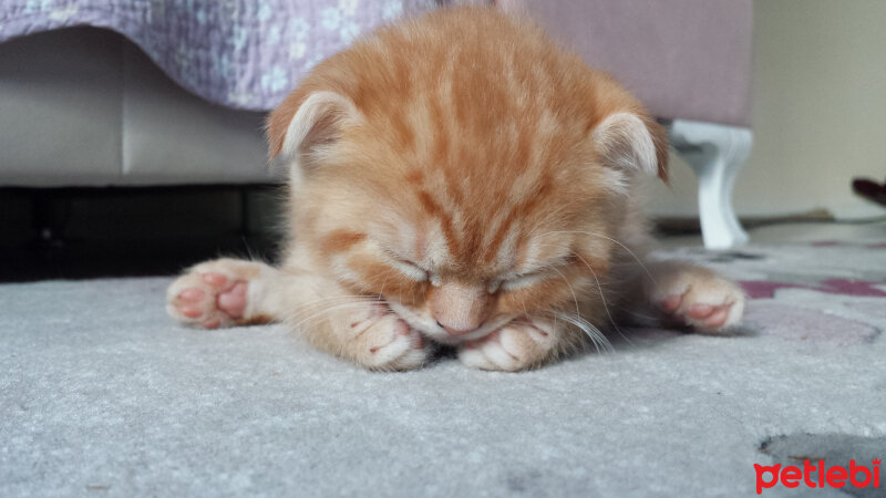 Bombay, Kedi  rubi fotoğrafı