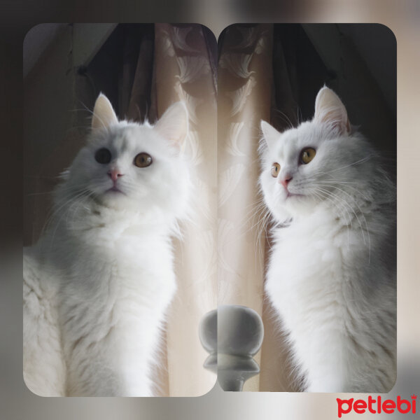 Bombay, Kedi  rubi fotoğrafı