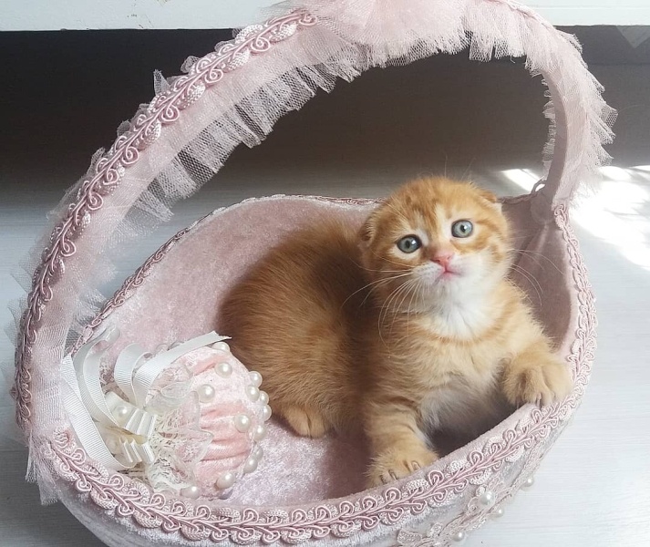 Bombay, Kedi  rubi fotoğrafı