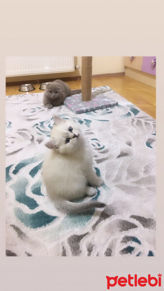 Scottish Fold, Kedi  Oscar fotoğrafı