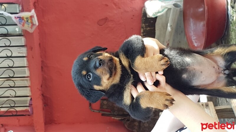 Rottweiler, Köpek  Asi fotoğrafı