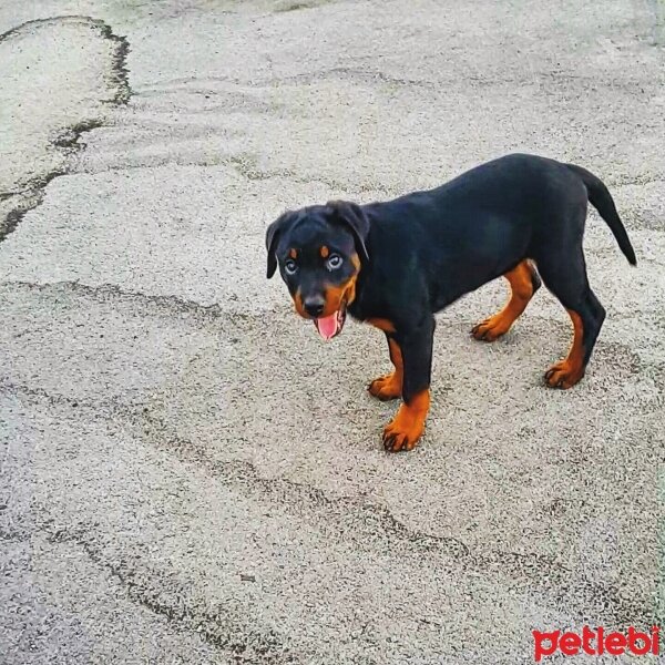 Rottweiler, Köpek  Asi fotoğrafı