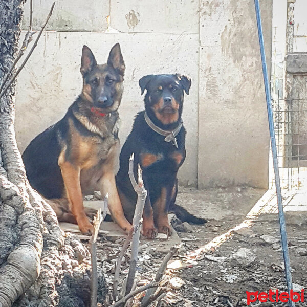 Rottweiler, Köpek  Asi fotoğrafı