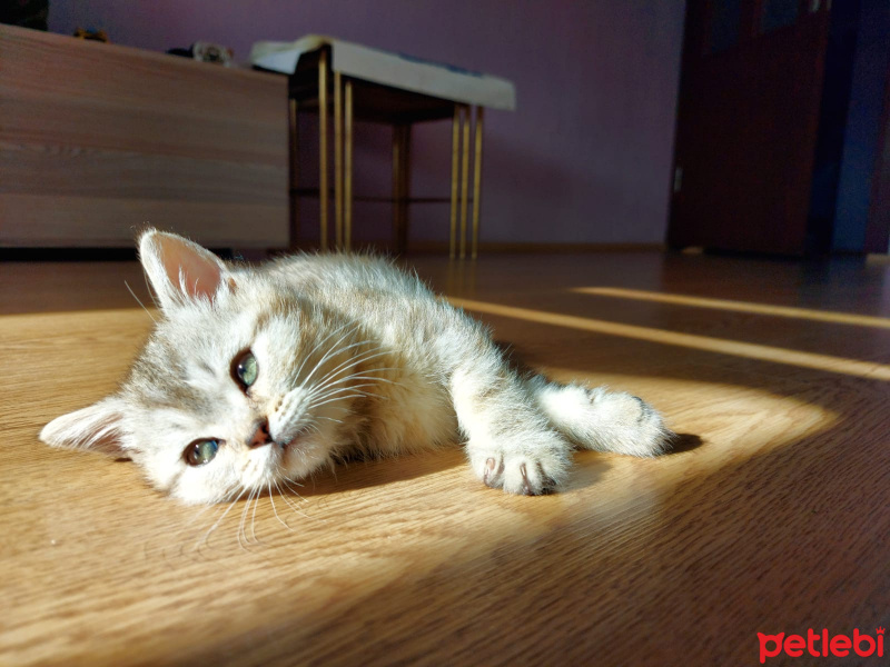 British Shorthair, Kedi  Sütlaç fotoğrafı