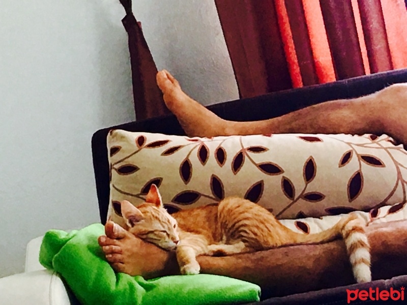 Tekir Kedi, Kedi  Paşa/Sarman  fotoğrafı
