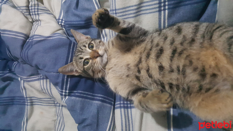 Tekir Kedi, Kedi  Gofret fotoğrafı