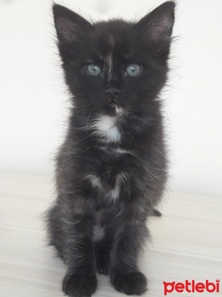 Tekir Kedi, Kedi  Mathilda fotoğrafı