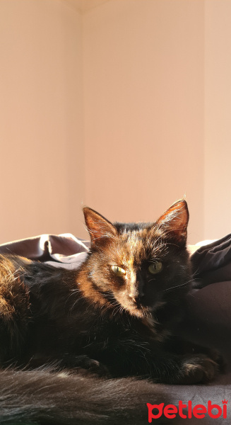 Tekir Kedi, Kedi  Mathilda fotoğrafı