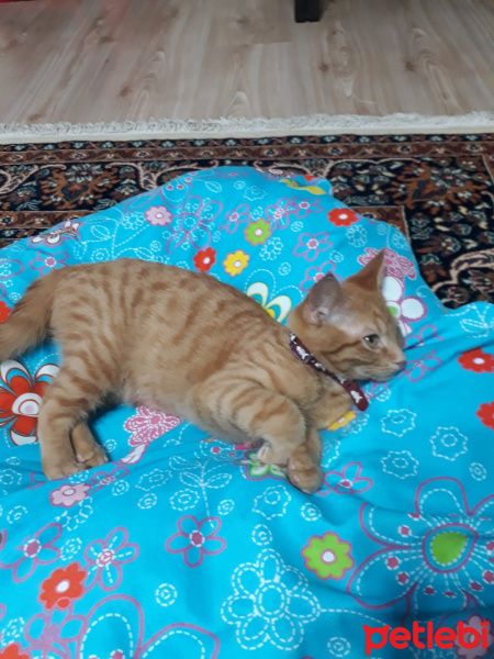 Sarman, Kedi  Şanslı fotoğrafı